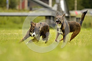 Aggressive dog. Training of dogs. Puppies education, cynology, intensive training of young dogs. Young energetic dog on a walk.