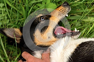 An aggressive dog wants to bite a person\'s hand