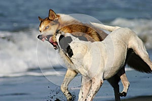Aggressive Dogs on a Beach