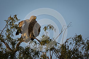 An aggressive eastern imperial eagle or aquila heliaca with wings open at jorbeer