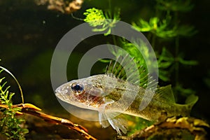 aggressive Eurasian ruffe, captive dominant wild freshwater fish, omnivore coldwater species, hornwort and elodea photo
