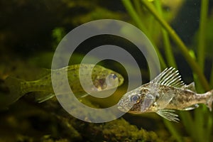 aggressive Eurasian ruffe in territorial behaviour, captive domesticated wild freshwater fish, omnivore coldwater predator species