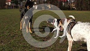 Aggressive female dog drives a male dog away from herself, growls and grins her teeth. Dogs for a walk in the park