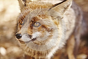 Aggressive fox head detail. Mammal wildlife. Horizontal