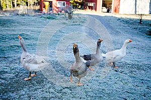 Aggressive geese