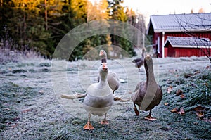 Aggressive geese