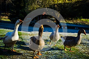 Aggressive geese