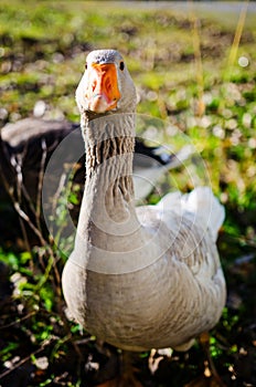 Aggressive geese