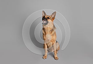 Aggressive German Shepherd dog on grey background