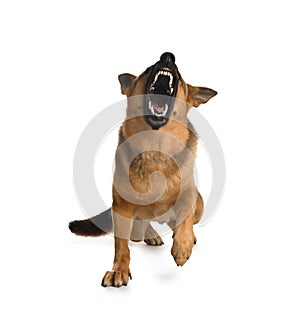 Aggressive German Shepherd dog on light background