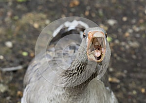 Aggressive goose looking at camera