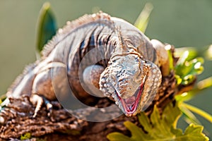 Aggressive Grand Cayman Iguana On Branch