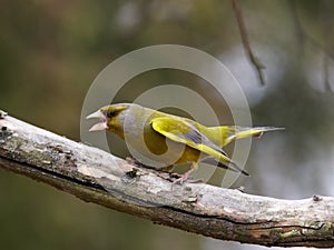 Aggressive green-finch male