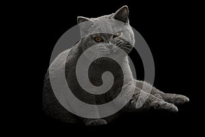 Aggressive grey cat in dark room