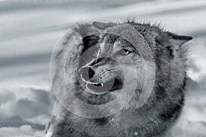 Aggressive grey wolf shows its fangs