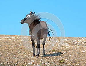 Aggressive Grulla colored Band Stallion on Sykes Ridge in the Pryor Mountains in Montana â€“ Wyoming US