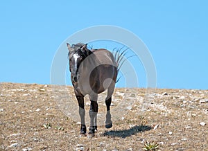 Aggressive Grulla colored Band Stallion on Sykes Ridge in the Pryor Mountains in Montana â€“ Wyoming USA