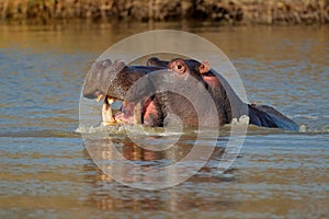 Aggressive hippopotamus