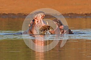 Aggressive hippopotamus