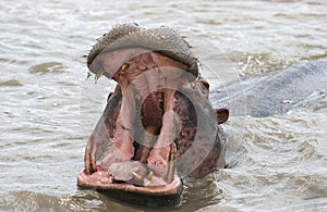 Aggressive hippopotamus