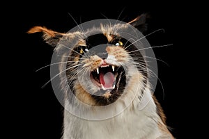 Aggressive Hiss Maine Coon Cat, Looking in Camera Isolated Black