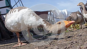 Aggressive home goose, next to small yellow goslings. Against the background of household