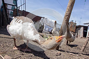 Aggressive home goose, next to small yellow goslings. Against the background of household