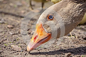 Aggressive home goose, next to small yellow goslings. Against the background of household