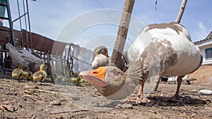 Aggressive home goose, next to small yellow goslings. Against the background of household