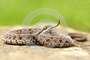 Aggressive juvenile meadow viper