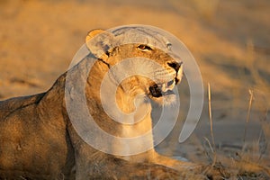 Aggressive lioness