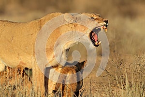 Aggressive lioness with cubs photo