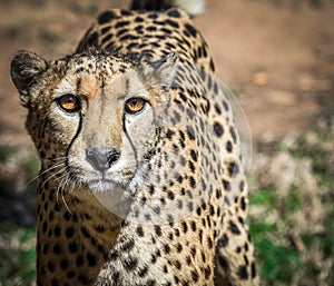 Aggressive look of a leopard