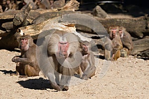 Aggressive male baboon defending group
