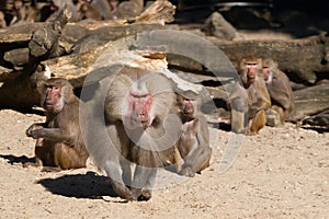 Aggressive male baboon defending group photo