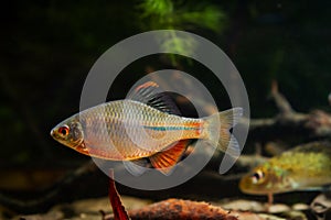 Aggressive male of gudgeon or bitterling in bright spawning coloration show dominance in a planted freshwater aquarium, beautiful