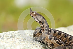 Aggressive male nose horned viper
