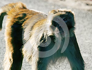 Aggressive male rhesus monkeys would beg for food