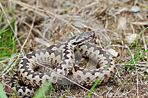 Aggressive male Vipera berus in natural habitat