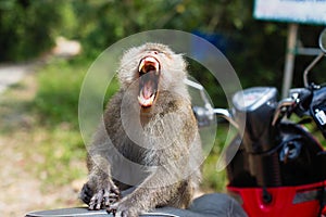 Aggressive monkey sitting on a motorbike, Ko Chang island