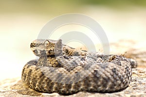 Aggressive nose horned viper ready to strike