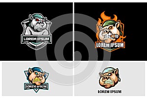 Aggressive Pig cartoon character vector badge logo template collection