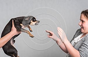 Aggressive Pinscher dog