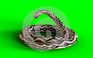 Aggressive Rock Python on Green Screen