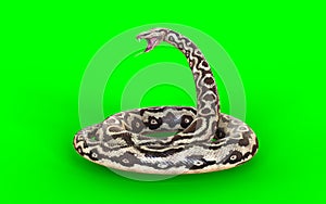 Aggressive Rock Python on Green Screen
