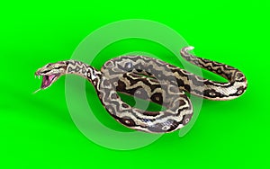 Aggressive Rock Python on Green Screen