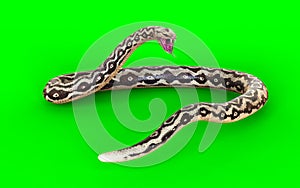 Aggressive Rock Python on Green Screen