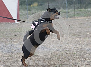 Aggressive rottweiler