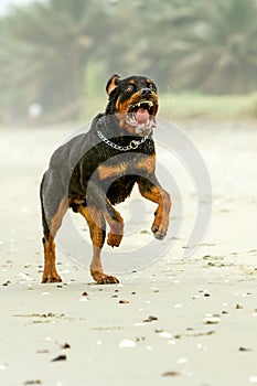 Aggressive Rottweiler Dog