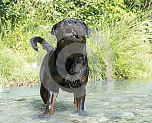 Aggressive rottweiler in river